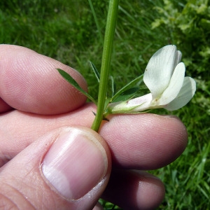 Photographie n°78834 du taxon Vicia lutea L. [1753]