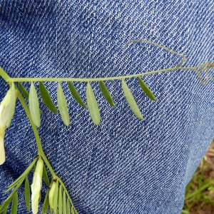 Photographie n°78836 du taxon Vicia lutea L. [1753]