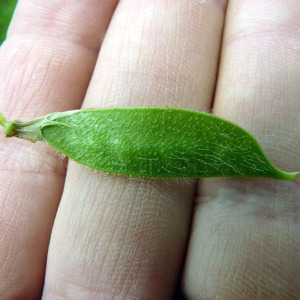 Photographie n°78837 du taxon Vicia lutea L. [1753]