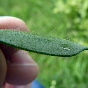 Photographie n°78838 du taxon Vicia lutea L. [1753]