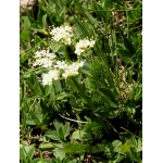 Meum athamanticum Jacq. subsp. athamanticum (Cerfeuil des Alpes)