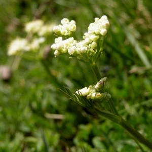 Photographie n°78854 du taxon Meum athamanticum subsp. athamanticum