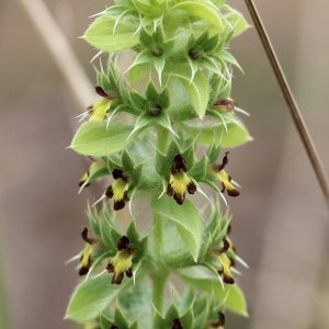 Sideritis montana L. (Crapaudine des montagnes)