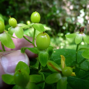 Photographie n°78870 du taxon Hypericum androsaemum L. [1753]