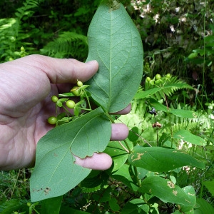 Photographie n°78872 du taxon Hypericum androsaemum L. [1753]