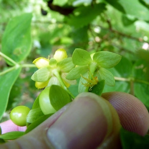 Photographie n°78873 du taxon Hypericum androsaemum L. [1753]