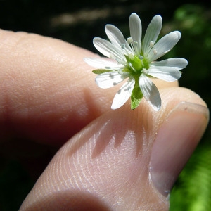 Photographie n°78878 du taxon Myosoton aquaticum (L.) Moench [1794]