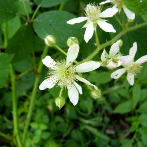 Rubus oreades P.J.Müll. & Wirtg.