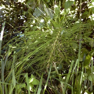 Photographie n°78894 du taxon Equisetum telmateia Ehrh. [1783]