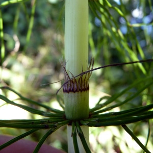 Photographie n°78896 du taxon Equisetum telmateia Ehrh. [1783]