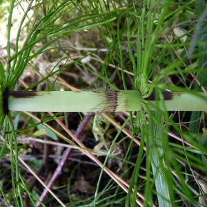 Photographie n°78897 du taxon Equisetum telmateia Ehrh. [1783]