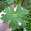  Emmanuel Stratmains - Geranium pyrenaicum Burm.f. [1759]