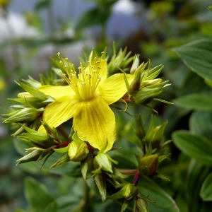 Photographie n°78913 du taxon Hypericum tetrapterum Fr. [1823]