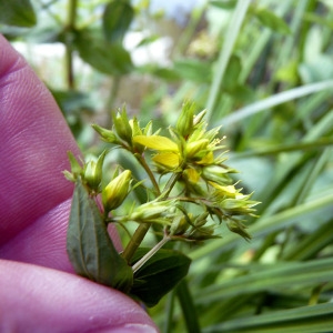 Photographie n°78914 du taxon Hypericum tetrapterum Fr. [1823]