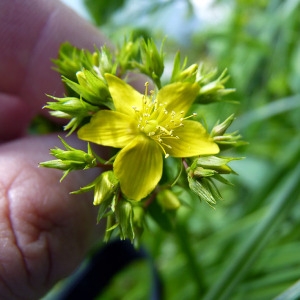 Photographie n°78915 du taxon Hypericum tetrapterum Fr. [1823]