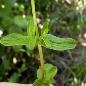 Photographie n°78919 du taxon Hypericum tetrapterum Fr. [1823]