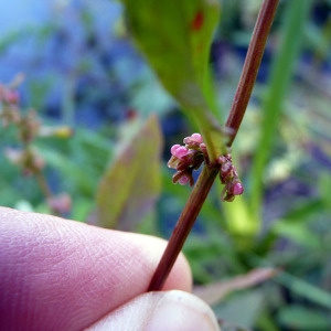 Photographie n°78933 du taxon Rumex sanguineus L. [1753]