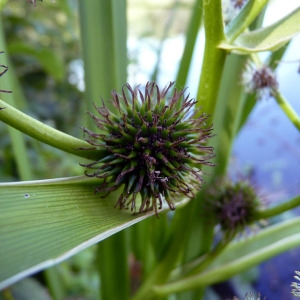 Photographie n°78947 du taxon Sparganium erectum L. [1753]