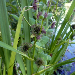 Photographie n°78948 du taxon Sparganium erectum L. [1753]