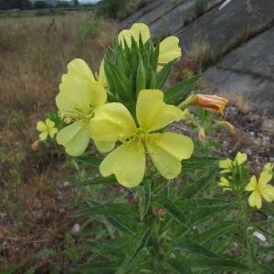 Photographie n°78951 du taxon Oenothera biennis L. [1753]