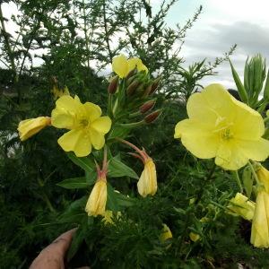 Photographie n°78952 du taxon Oenothera glazioviana Micheli [1875]