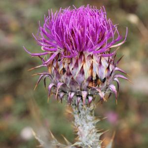 Onopordum acanthium subsp. illyricum (L.) Bonnier & Layens (Onopordon d'Illyrie)