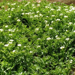 Photographie n°78970 du taxon Cardamine amara L.