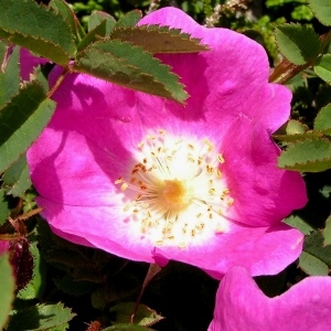 Photographie n°78974 du taxon Rosa rubiginosa L. [1771]