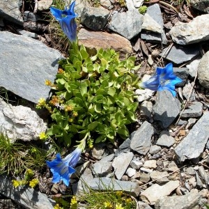 Photographie n°78988 du taxon Gentiana alpina Vill. [1779]