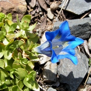 Photographie n°78989 du taxon Gentiana alpina Vill. [1779]