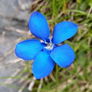 Gentiana verna proles aestiva (F.W.Schmidt) Rouy (Gentiane de printemps)