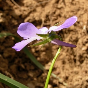 Photographie n°78993 du taxon Viola cornuta L. [1763]