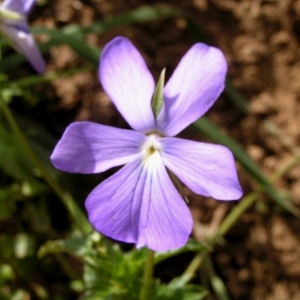 Photographie n°78994 du taxon Viola cornuta L. [1763]
