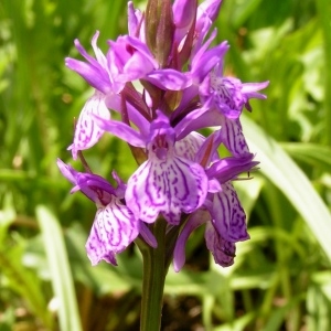 Orchis tharandina Rchb.f. (Dactylorhize à larges feuilles)