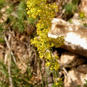 Galium verum L. subsp. verum f. verum 