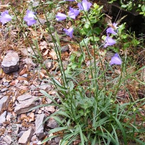 Photographie n°79006 du taxon Campanula persicifolia L.