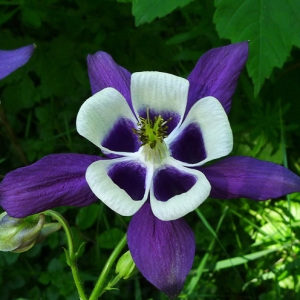 Photographie n°79010 du taxon Aquilegia vulgaris L. [1753]