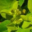  Bertrand BUI - Euphorbia platyphyllos L. [1753]