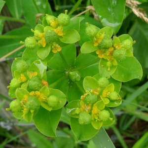 Photographie n°79017 du taxon Euphorbia platyphyllos L. [1753]