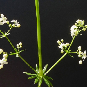 Photographie n°79020 du taxon Galium mollugo subsp. erectum Syme [1865]