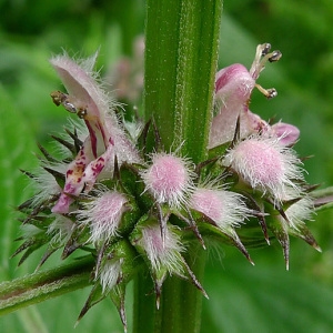 Leonurus cardiaca L. subsp. cardiaca (Agripaume cardiaque)