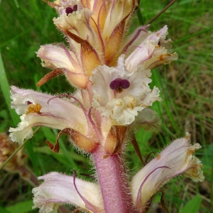 Photographie n°79025 du taxon Orobanche picridis F.W.Schultz [1830]