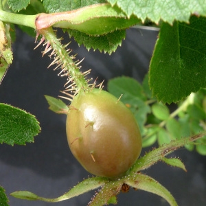 Photographie n°79028 du taxon Rosa micrantha Borrer ex Sm. [1812]