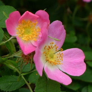 Photographie n°79029 du taxon Rosa micrantha Borrer ex Sm. [1812]