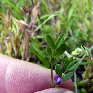 Photographie n°79030 du taxon Vicia lathyroides L. [1753]