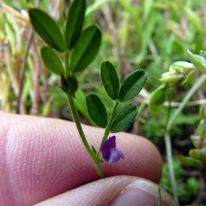 Photographie n°79031 du taxon Vicia lathyroides L. [1753]