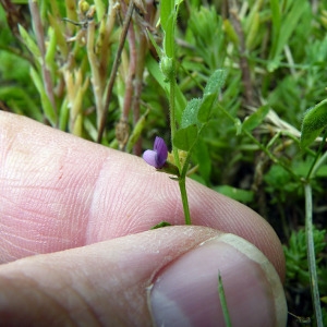 Photographie n°79032 du taxon Vicia lathyroides L. [1753]