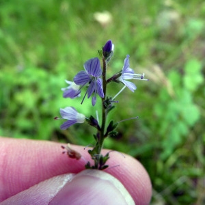 Photographie n°79037 du taxon Veronica officinalis L. [1753]