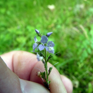 Photographie n°79038 du taxon Veronica officinalis L. [1753]