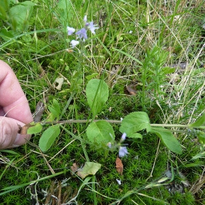 Photographie n°79039 du taxon Veronica officinalis L. [1753]